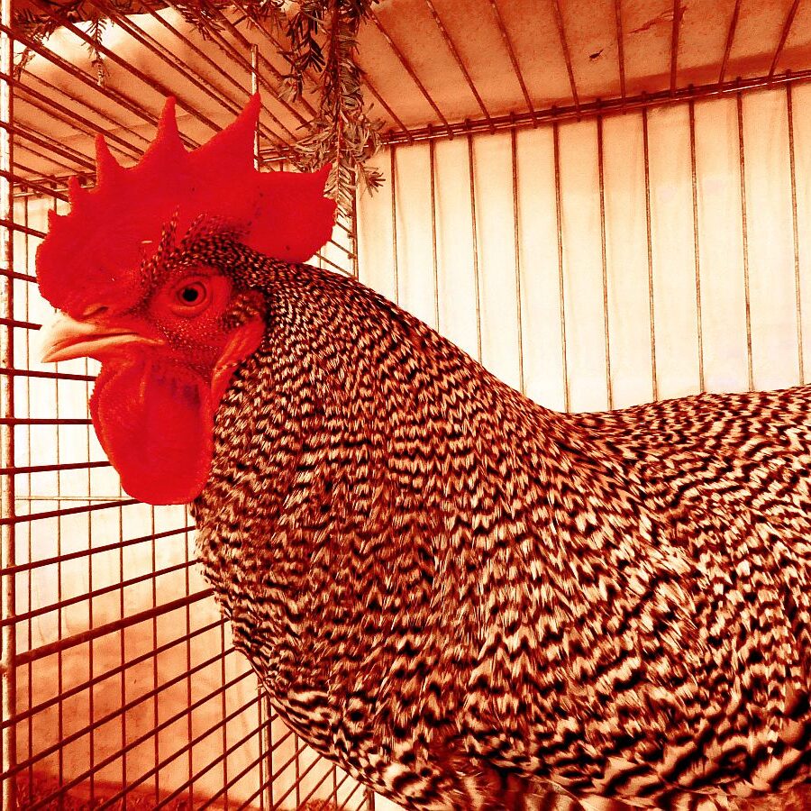 Kreisgeflügelschau Tennenbronn 02