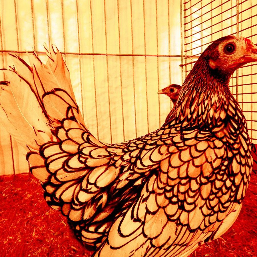 Kreisgeflügelschau Tennenbronn 03