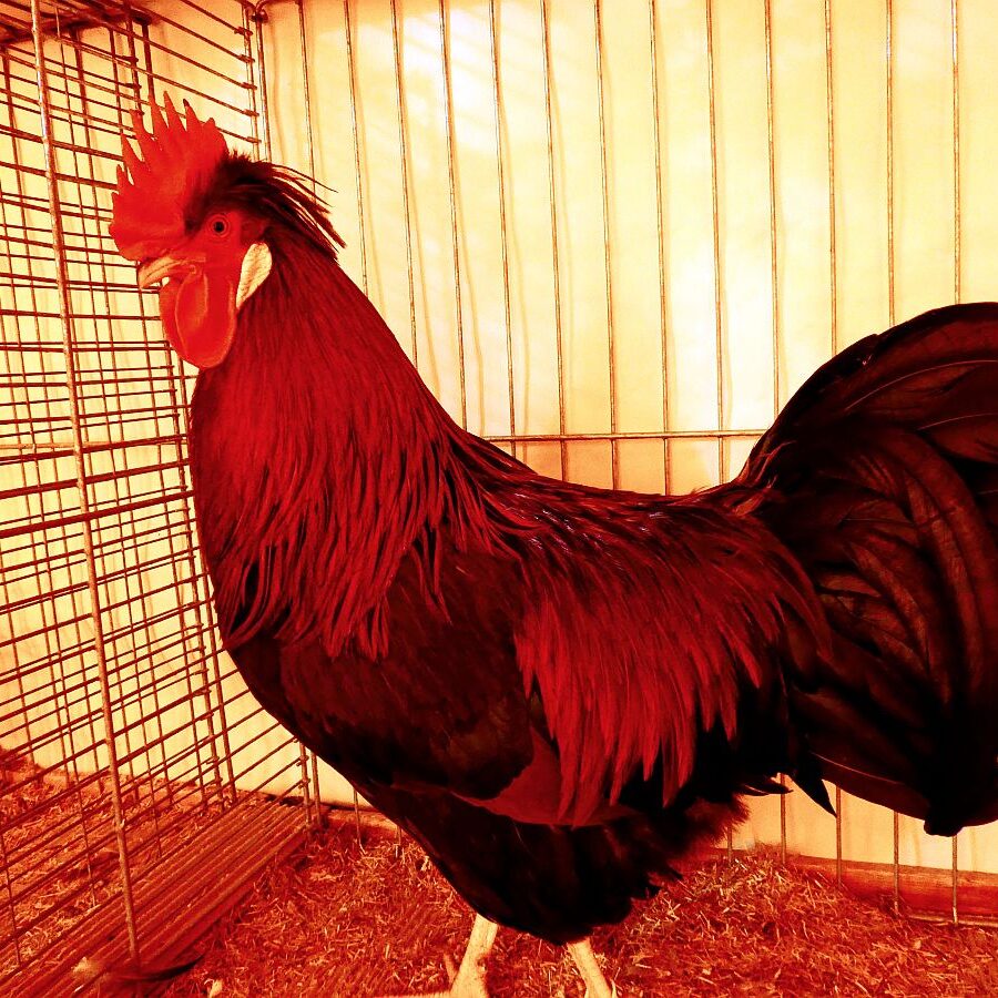 Kreisgeflügelschau Tennenbronn 04