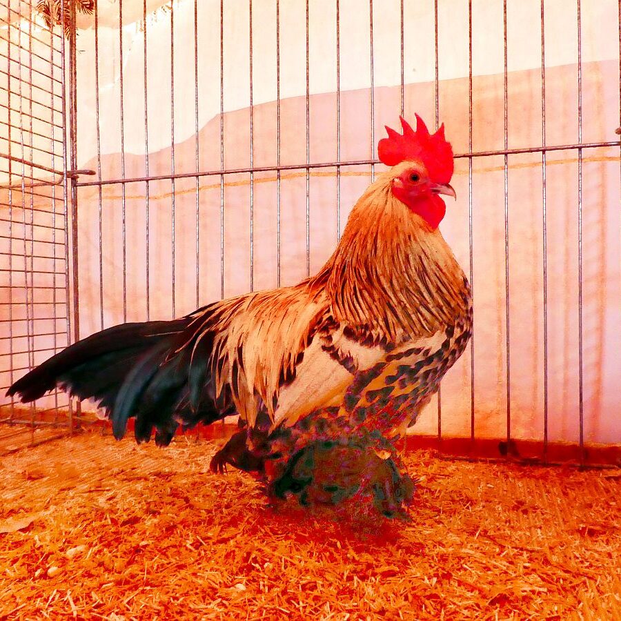 Kreisgeflügelschau Tennenbronn 05