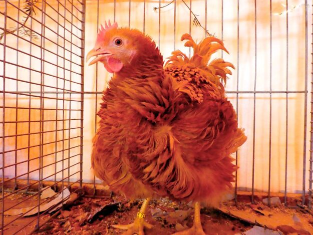 Kreisgeflügelschau Tennenbronn 06