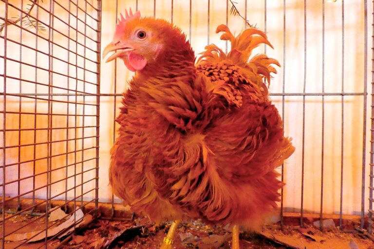 Kreisgeflügelschau Tennenbronn 06 Kreisgeflügelschau Tennenbronn 06