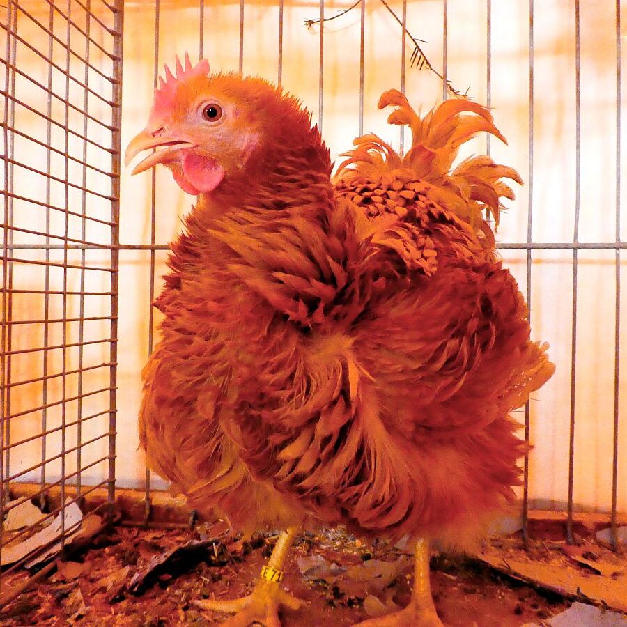 Kreisgeflügelschau Tennenbronn 06