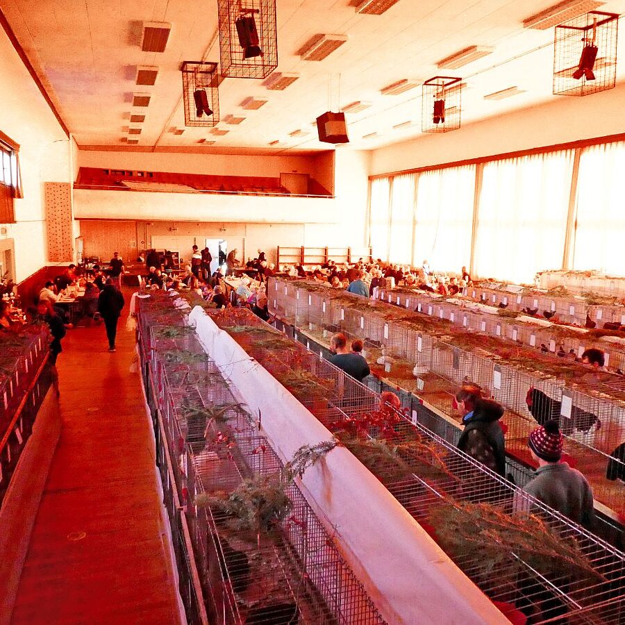 Kreisgeflügelschau Tennenbronn 07