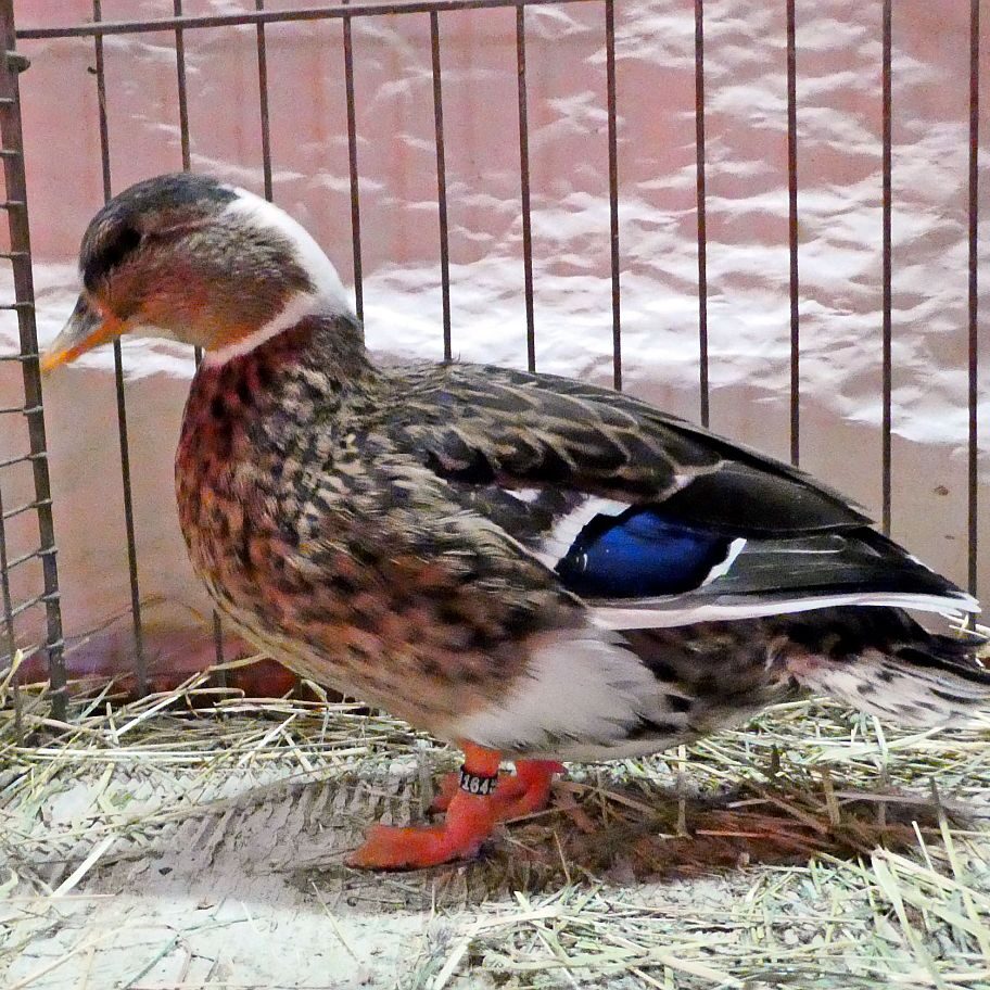 Kreisgeflügelschau Tennenbronn 08