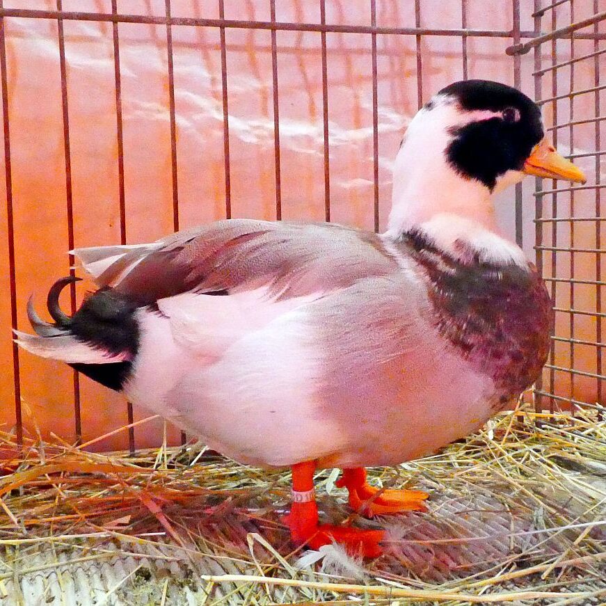 Kreisgeflügelschau Tennenbronn 09