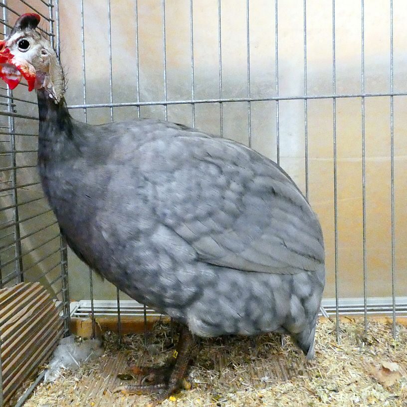 Kreisgeflügelschau Tennenbronn 10