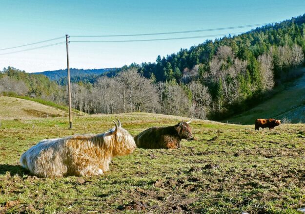 Trombach Tiere 1 Trombach Tiere 1