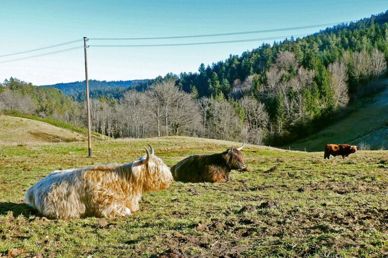 Trombach Tiere 1 Trombach Tiere 1