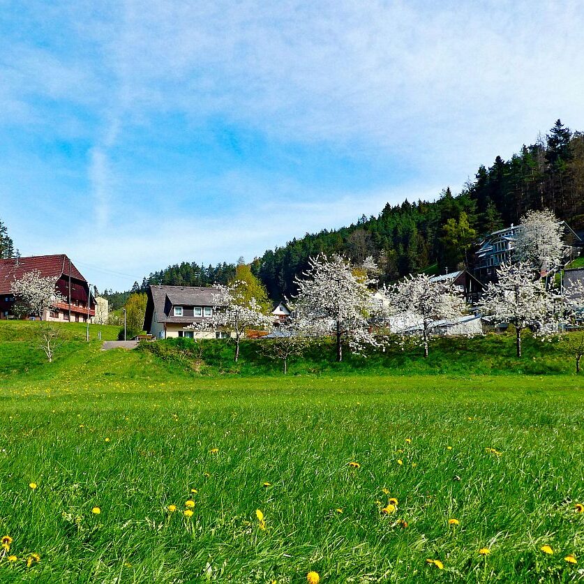 Frühling in Tennenbronn 03