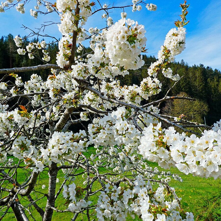 Frühling in Tennenbronn 05