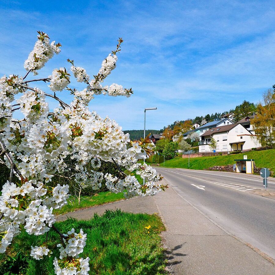 Frühling in Tennenbronn 06