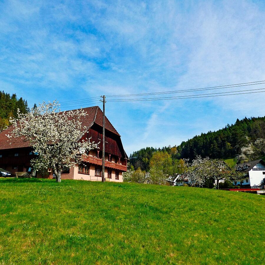 Frühling in Tennenbronn 07