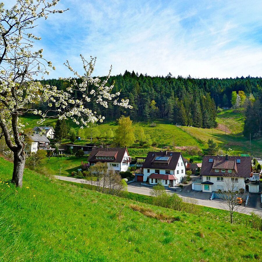 Frühling in Tennenbronn 09