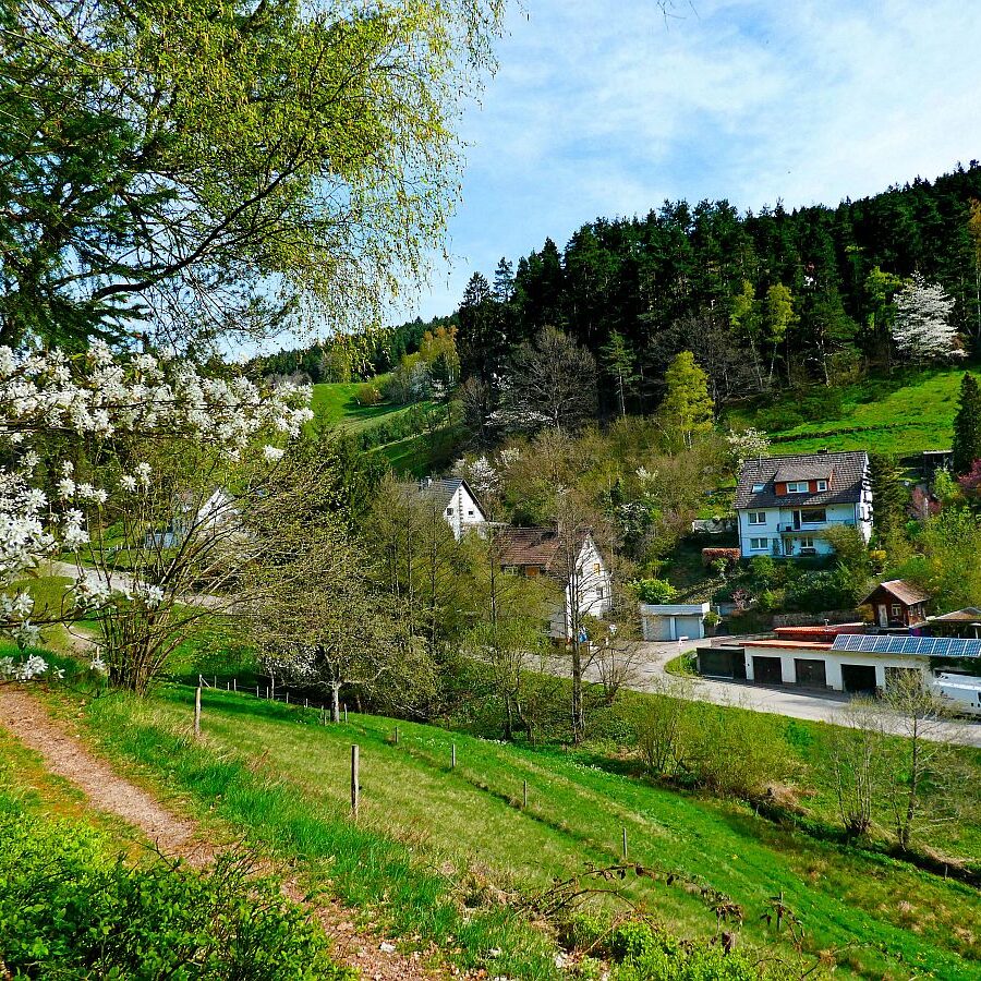 Frühling in Tennenbronn 10