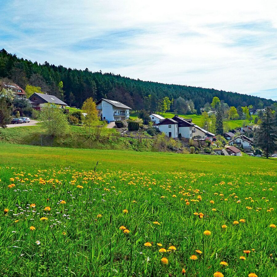 Frühling in Tennenbronn 13