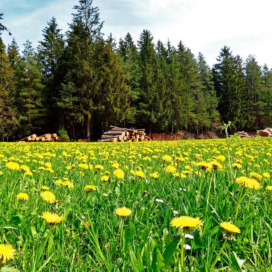 Frühling in Tennenbronn 14
