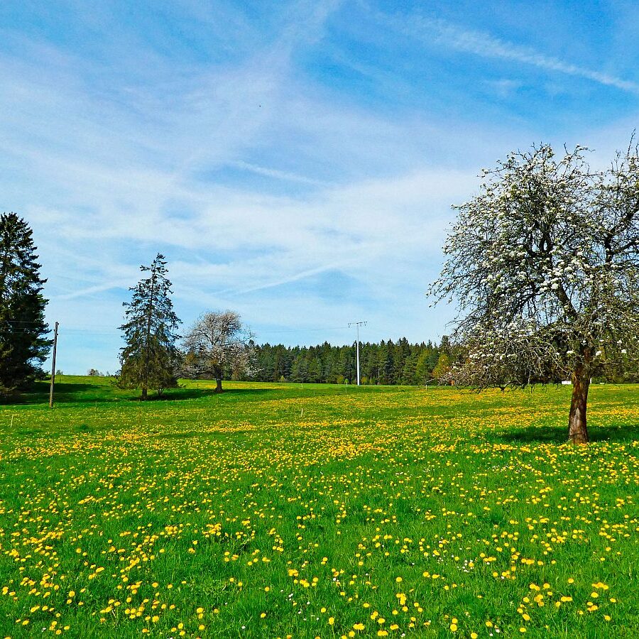 Frühling in Tennenbronn 15