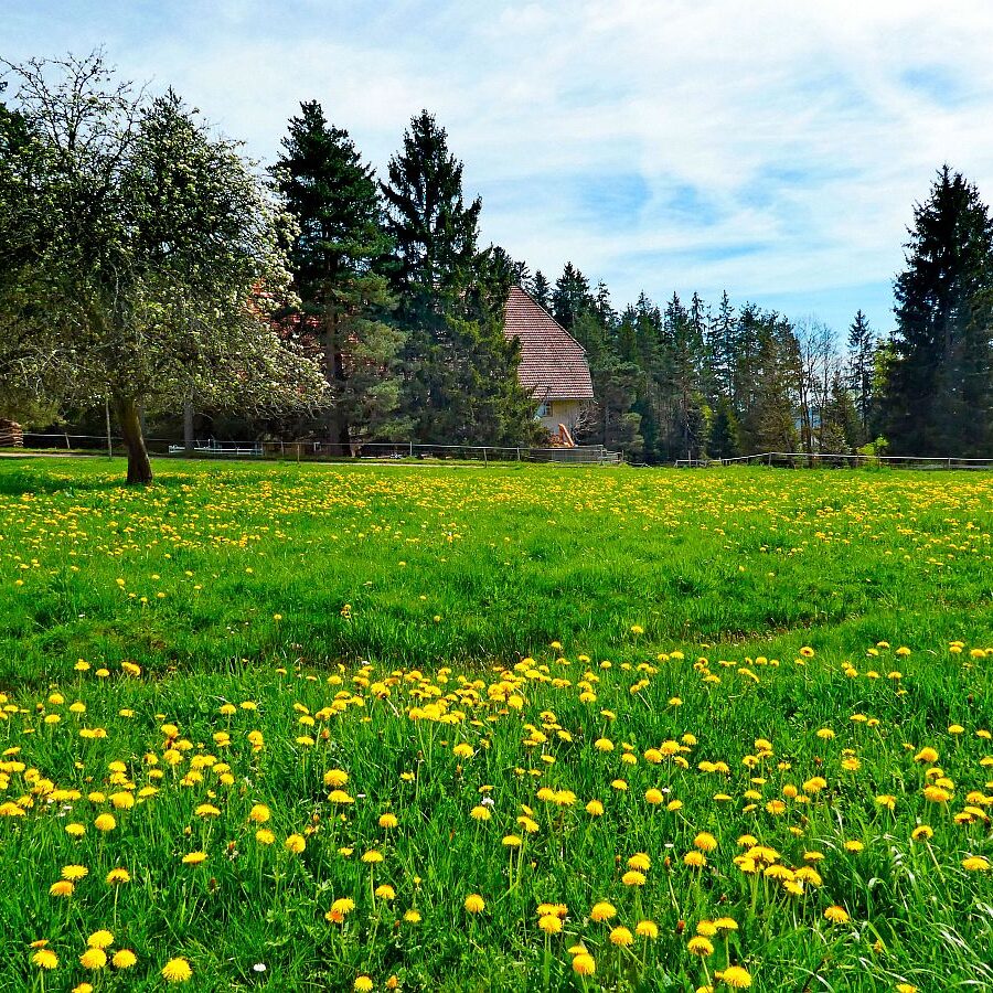 Frühling in Tennenbronn 17