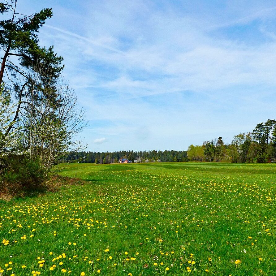 Frühling in Tennenbronn 18