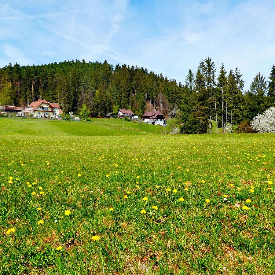 Frühling in Tennenbronn 19