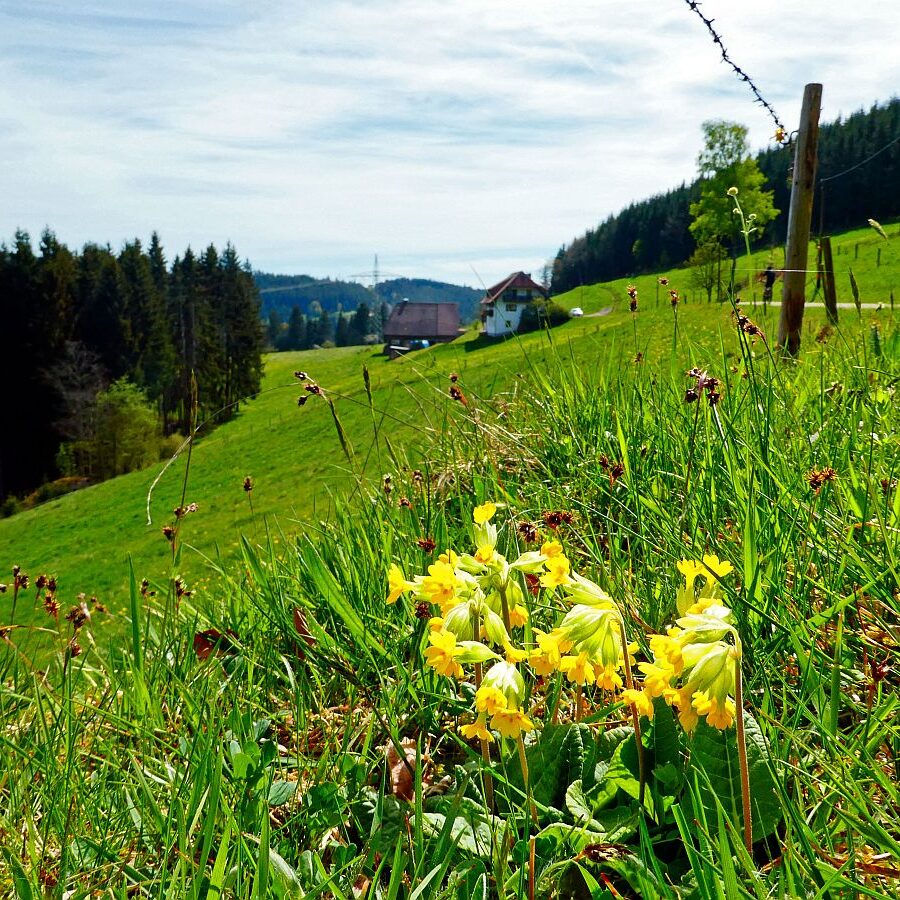 Ramsteinrunde im Frühling 29