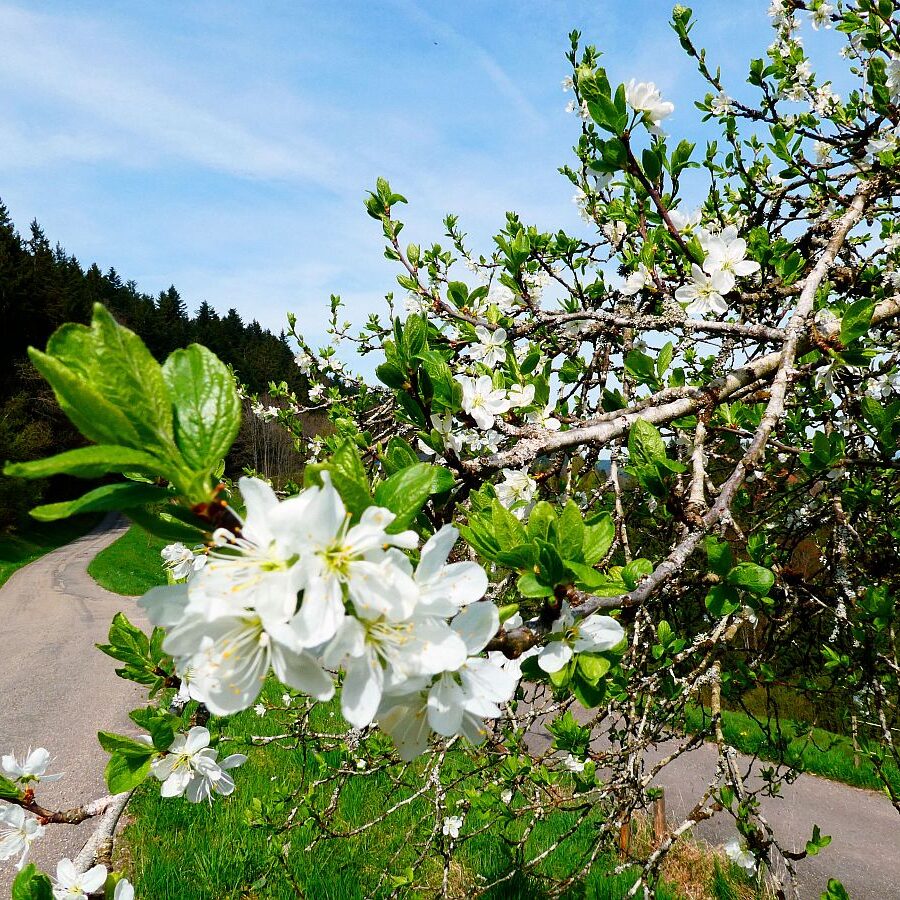 Ramsteinrunde im Frühling 31
