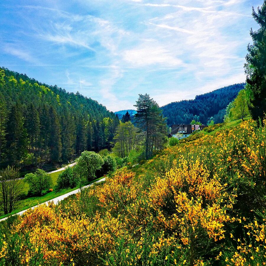 Ginster blüht in Tennenbronn 01