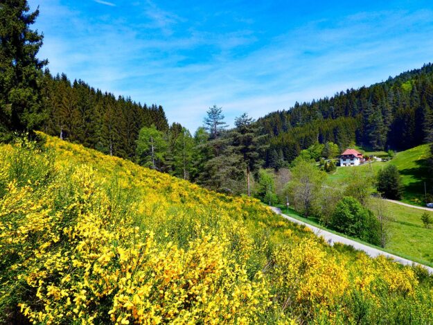 Ginster blüht in Tennenbronn 04