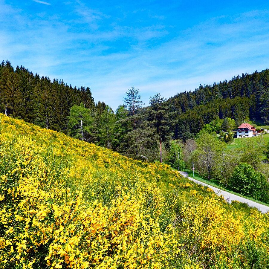 Ginster blüht in Tennenbronn 04