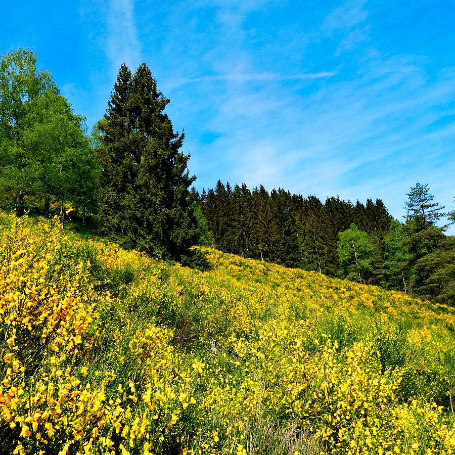 Ginster blüht in Tennenbronn 05