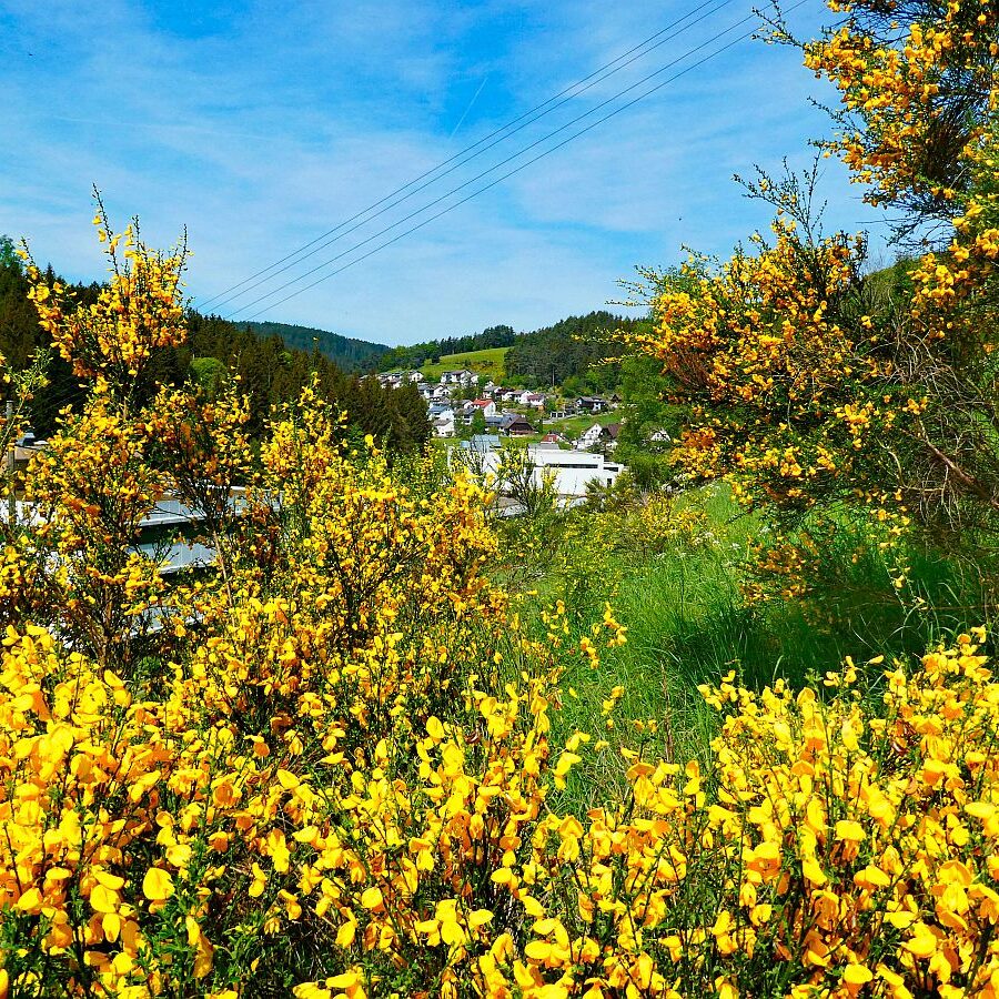 Ginster blüht in Tennenbronn 07