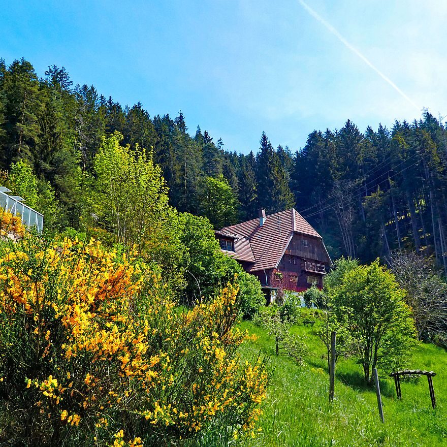 Ginster blüht in Tennenbronn 09