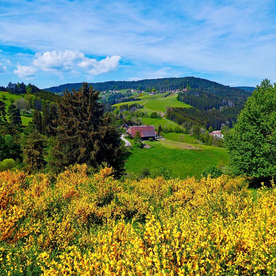Ginster blüht in Tennenbronn 12