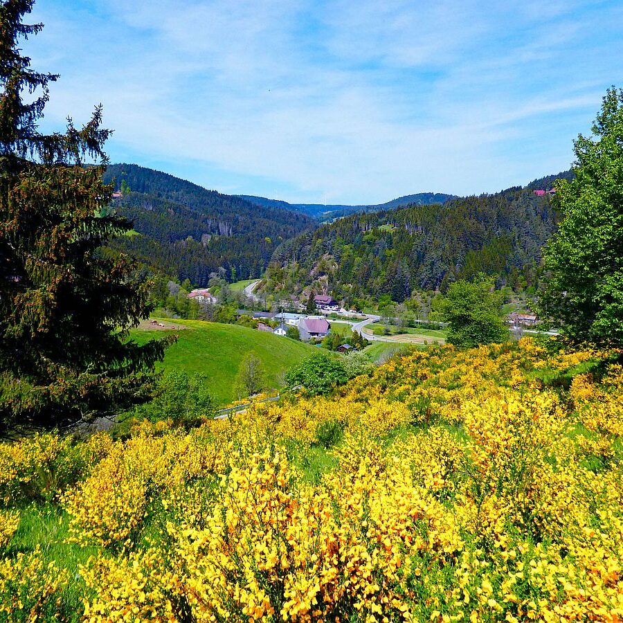 Ginster blüht in Tennenbronn 14