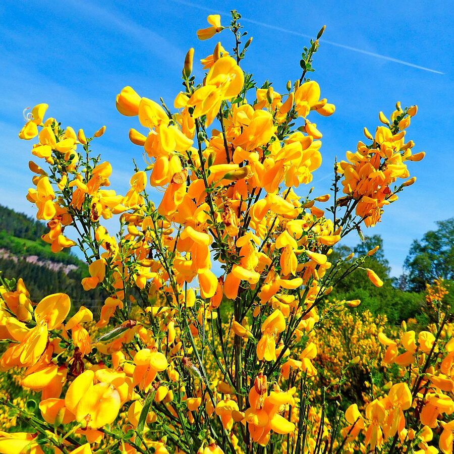 Ginster blüht in Tennenbronn 17