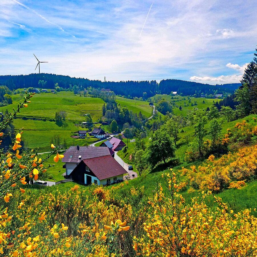 Ginster blüht in Tennenbronn 20
