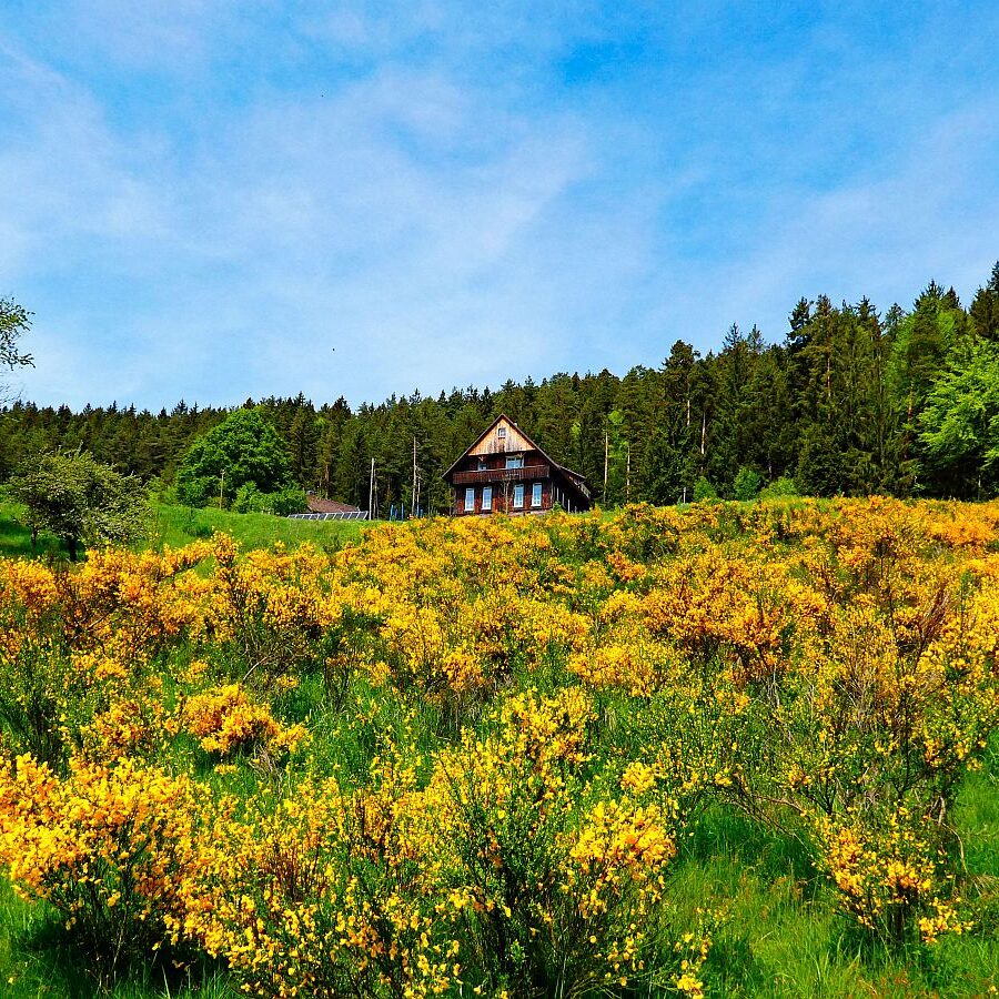 Ginster blüht in Tennenbronn 22