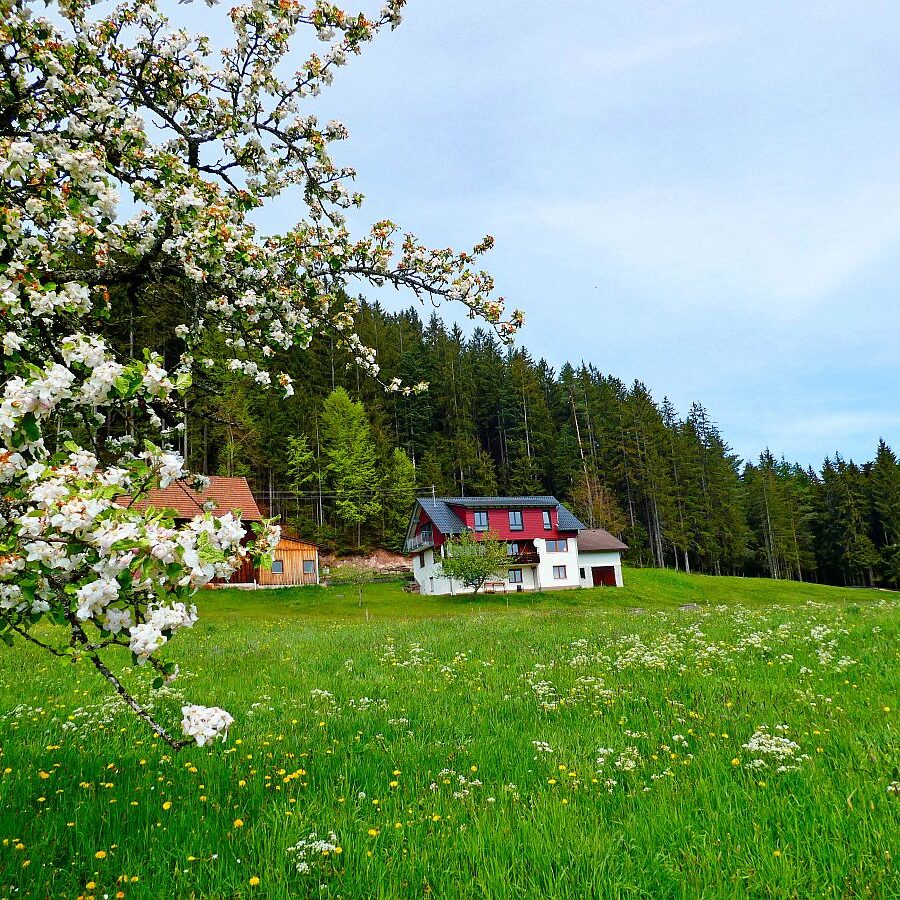 Mai Mittelberg Unterschiltach Siehdirchfür Buchenberg Hub 04