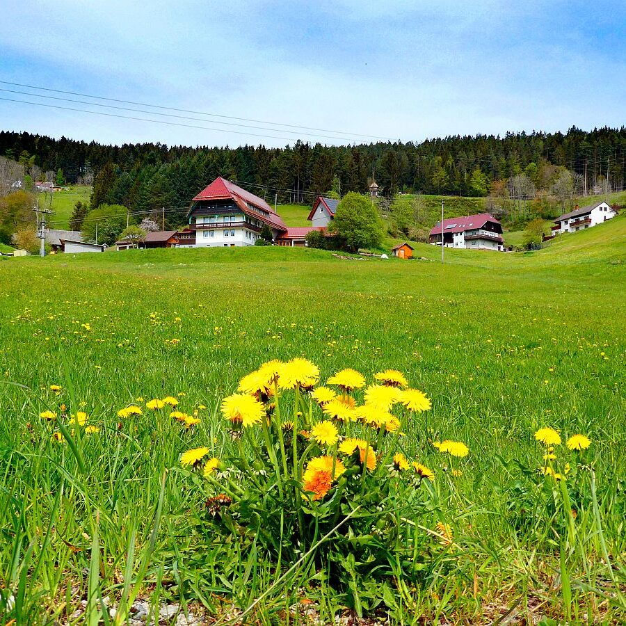 Mai Mittelberg Unterschiltach Siehdirchfür Buchenberg Hub 07