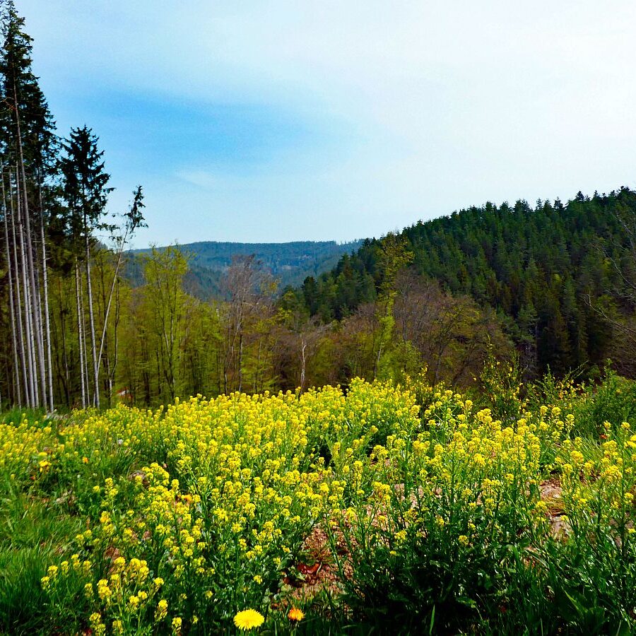 Mai Mittelberg Unterschiltach Siehdirchfür Buchenberg Hub 08