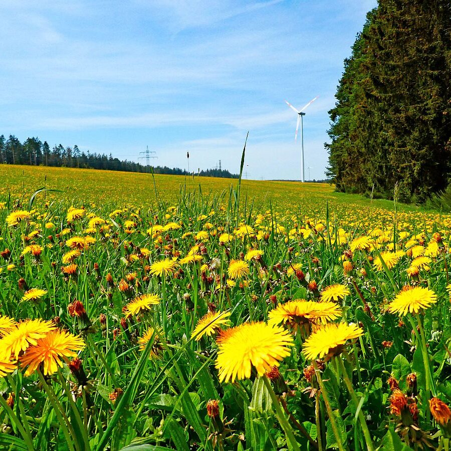 Mai Mittelberg Unterschiltach Siehdirchfür Buchenberg Hub 11
