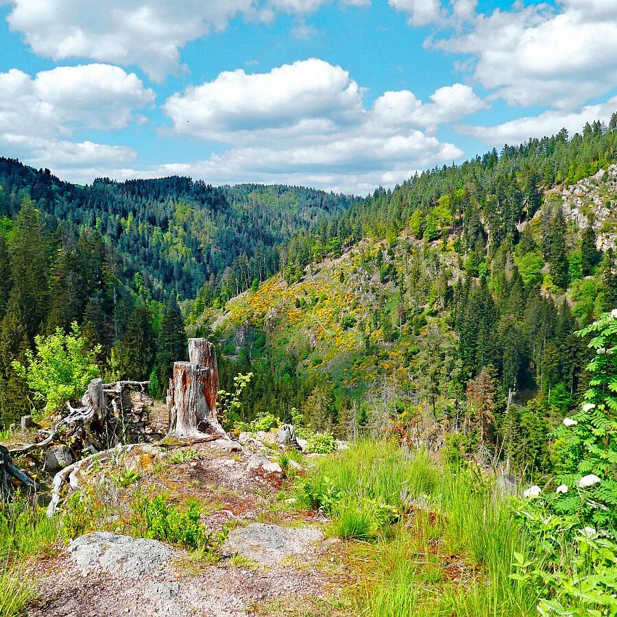 Tischneck Berneck 16