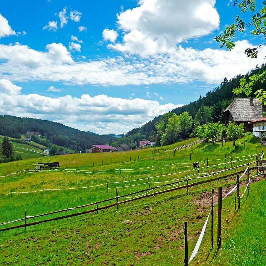 Auerhahnweg Tennenbronn 21