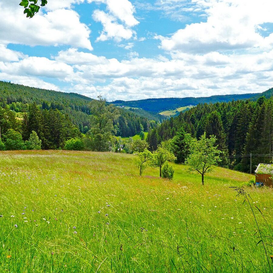 Auerhahnweg Tennenbronn 30