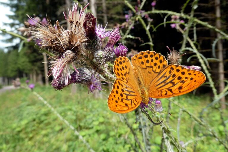 Disteln und Insekten 01 Disteln und Insekten 01