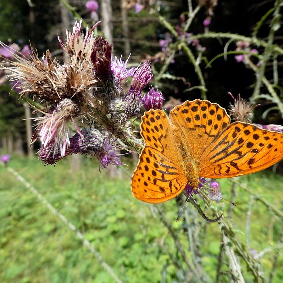 Disteln und Insekten 01