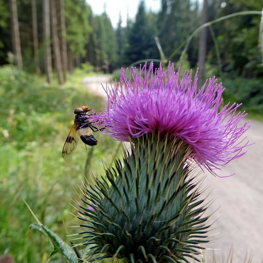 Disteln und Insekten 02