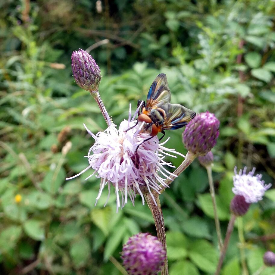 Disteln und Insekten 03