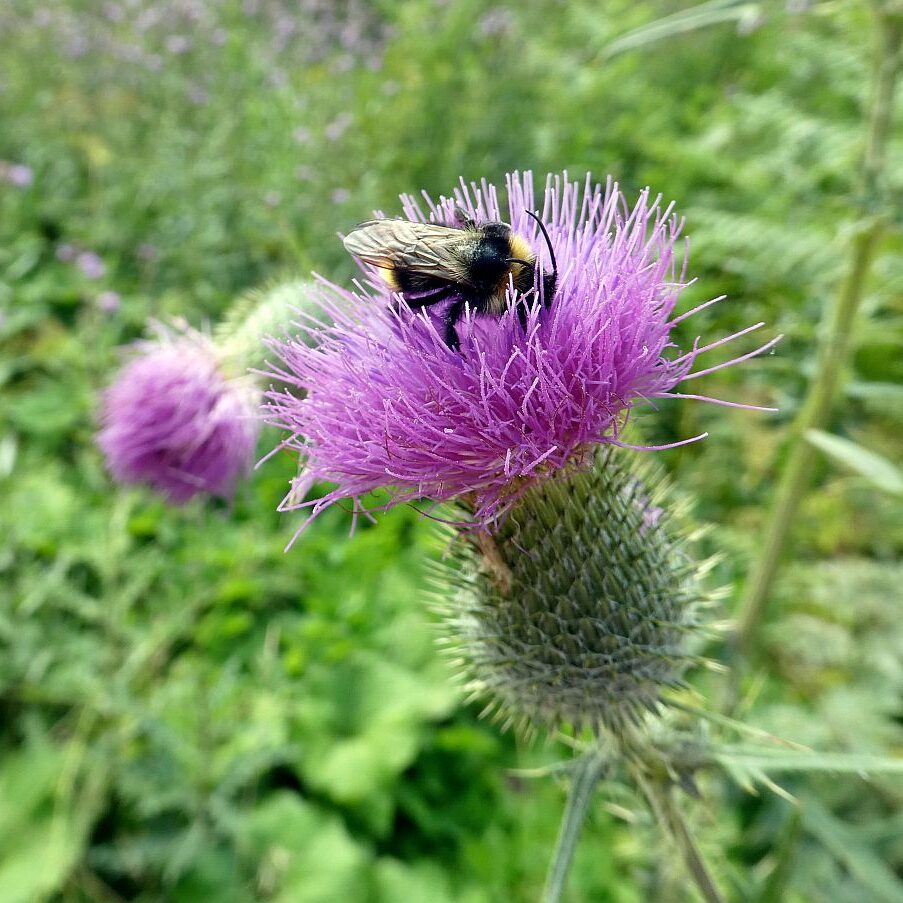 Disteln und Insekten 04
